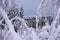 Winter forest through the snow-covered branches on ski resort Vuokatti