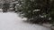 Winter forest snow covered road trees in snow.