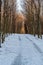 Winter forest with snow covered trail and clear sky