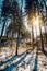 Winter in the forest, snow on the ground, the sun shining through the trees and creating interesting warm light