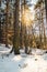 Winter in the forest, snow on the ground, the sun shining through the trees and creating interesting warm light