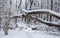Winter forest in snow in Michigan. Lillian Anderson Arboretum in Kalamazoo