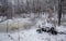 Winter forest and in snow in Michigan. Lillian Anderson Arboretum in Kalamazoo.