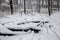 Winter forest in snow in Michigan. Lillian Anderson Arboretum in Kalamazoo. Black and white