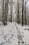 Winter forest with snowcapped trail