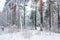 Winter forest during a snowfall