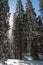 Winter forest with snowy giant sequoias