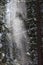 Winter forest with snowy giant sequoias