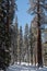 Winter forest with snowy giant sequoias