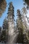 Winter forest with snowy giant sequoias