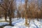 Winter forest in the snowy sunny weather