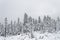 Winter forest snowy taiga hills Beautiful beautiful nature of Russia. Taiga forest in winter. Frosty snowy overcast