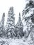 Winter forest snowy taiga. Tops of conifers. Beautiful nature of Russian Siberia. Taiga forest in winter. Frosty snowy