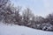 Winter in forest. snowy trees in cold season