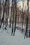 Winter in forest. snowy trees in cold season