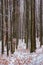 winter forest with some fall foliage in snow.