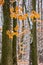 winter forest with some fall foliage in snow