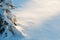 Winter forest, spruce sapling covered with fresh snow