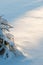 Winter forest, spruce sapling covered with fresh snow