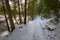 Winter Forest Sunrise On Tahquamenon River