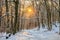 Winter Forest Sunset