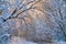 Winter forest at sunset. Snow-covered trees in the forest