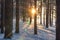 Winter forest at sunset. Sun through trees in snowy forest park. Evening in frosty forest