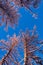 Winter forest, tall snowy larch trees covered with snow