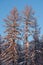 Winter forest, tall snowy larch trees covered with snow