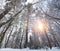 Winter forest, tall trees with snow. bottom-up view