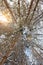 Winter forest, tall trees with snow. bottom-up view