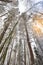 Winter forest, tall trees with snow. bottom-up view