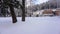 Winter Forest in Titisee Germany