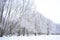 Winter forest, tree branches in frost. Cloudy sky. Frost on trees is one of the most beautiful winter phenomena