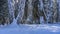 Winter forest. Tree trunks are covered with layers of snow.