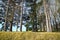 Winter forest trees in blue sky on green meadow in beginning of spring