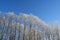 Winter forest. Trees covered with hoarfrost on the background of blue sky. Christmas scene