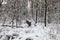 Winter forest with trees covered snow.