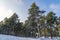 Winter forest with trees covered snow at sunny day. Winter landscape. Christmas fairytale