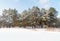 Winter forest with trees covered snow at sunny day. Winter landscape. Christmas fairytale