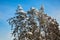 Winter forest. Trees in snow. Clear blue sky. Frosty weather. Top of trees