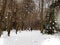 Winter forest trees  in snow snow fall snowflakes young pair walking with dog on horizon   Christmas  landscape