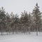 Winter forest with young pines