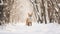winter fox Living snow forest.AI Generated