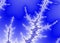 Winter Fractal Frost Background