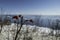 Winter freeze dried ripe rose hips on a coastal blue sky morning background