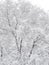 Winter.  Frost.  Branches of trees in the snow.  Black and white photography.