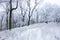 Winter in frost forest with tree and snow