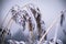 Winter, frost, nature landscape on the grass covered with frost russia