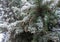 Winter frost on spruce christmas tree close-up